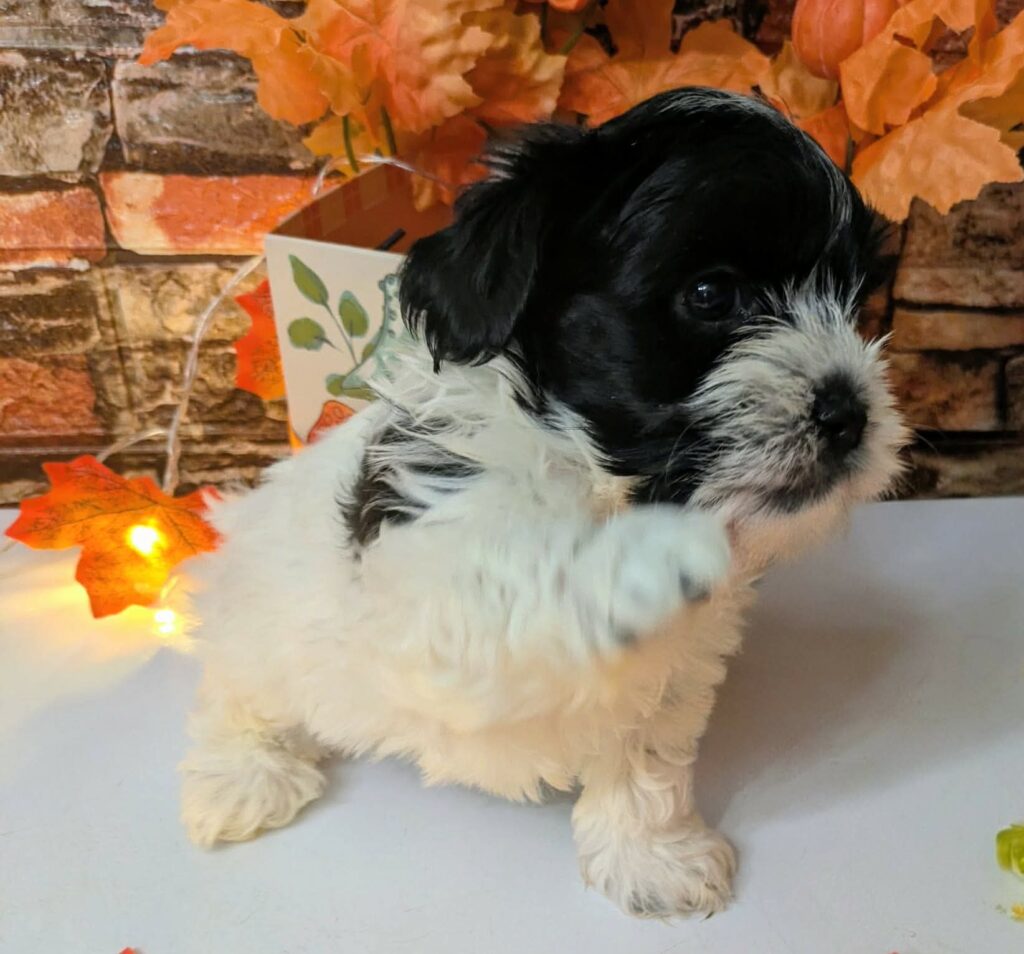 Ready to be adopted Maltipoo in Port Richey