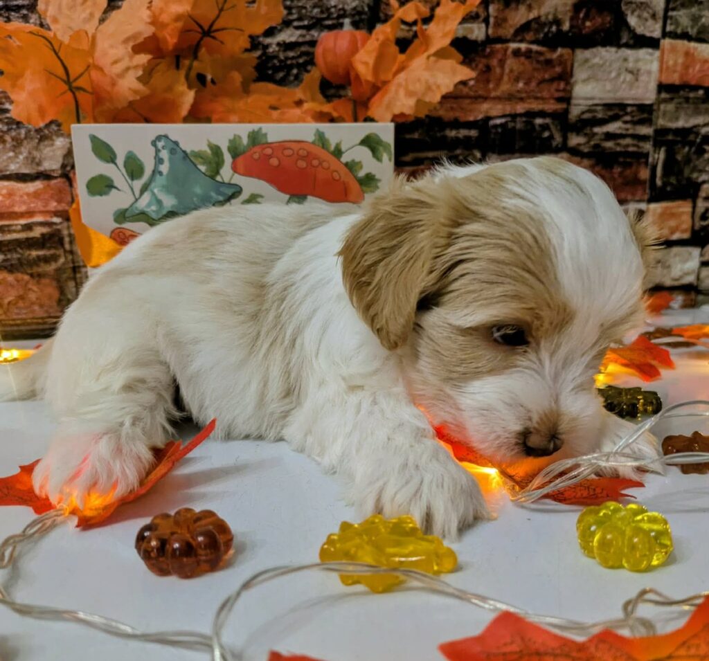 Ready to be adopted Maltipoo in Port Richey