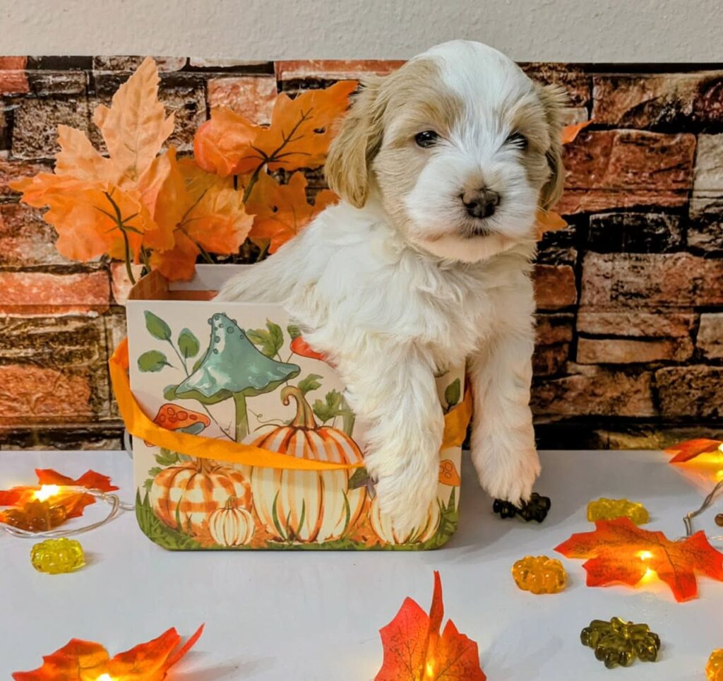 Ready to be adopted Maltipoo in Port Richey