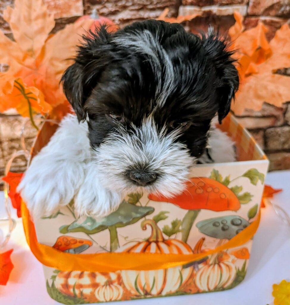 Ready to be adopted Maltipoo in Port Richey